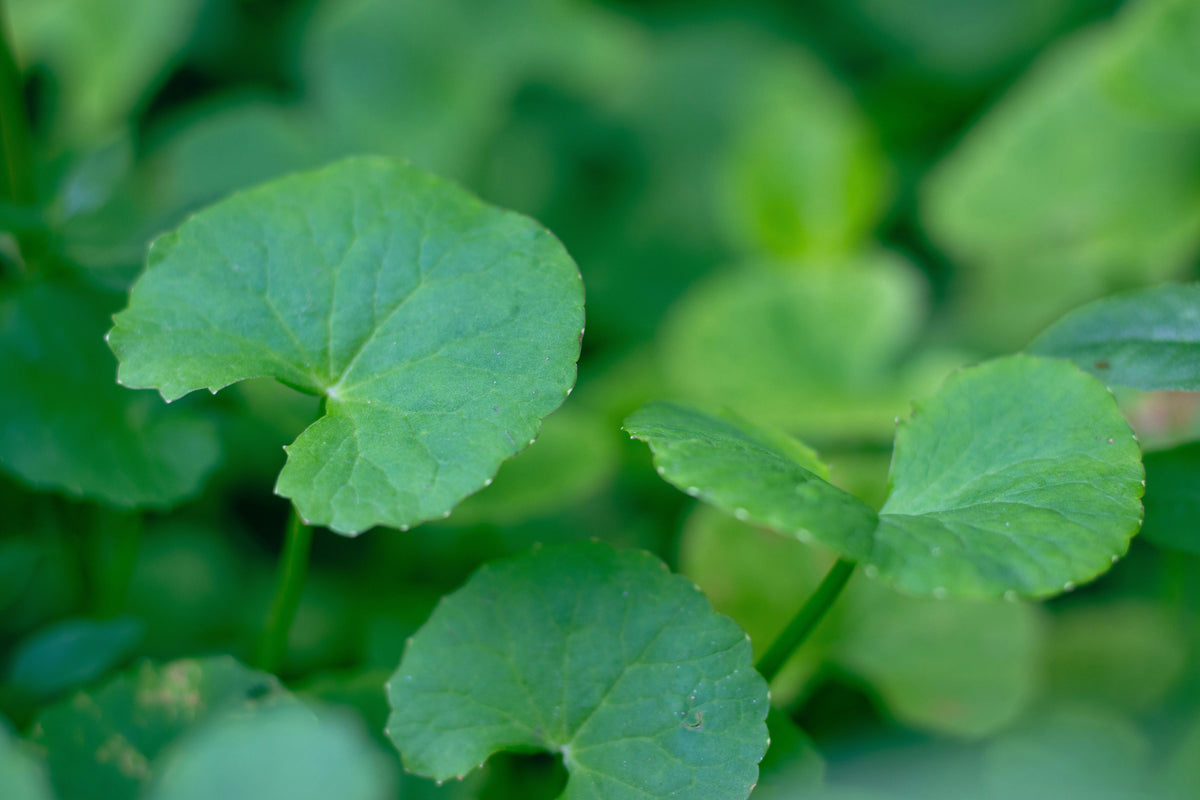 Gotu Kola growing