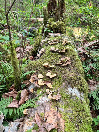 Why Your Skin Got So Reactive (And What Mushroom Beta-Glucans Actually Do)