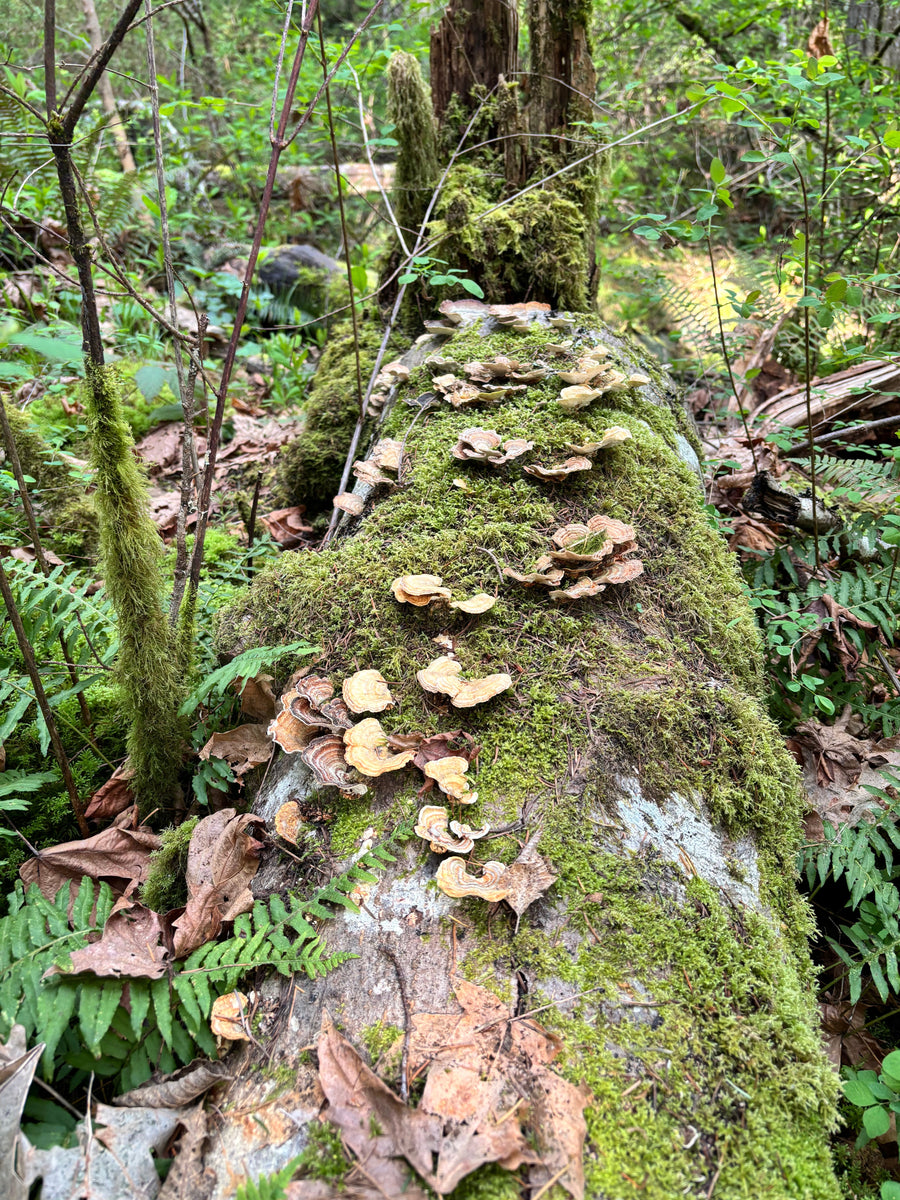 Why Your Skin Got So Reactive (And What Mushroom Beta-Glucans Actually Do)