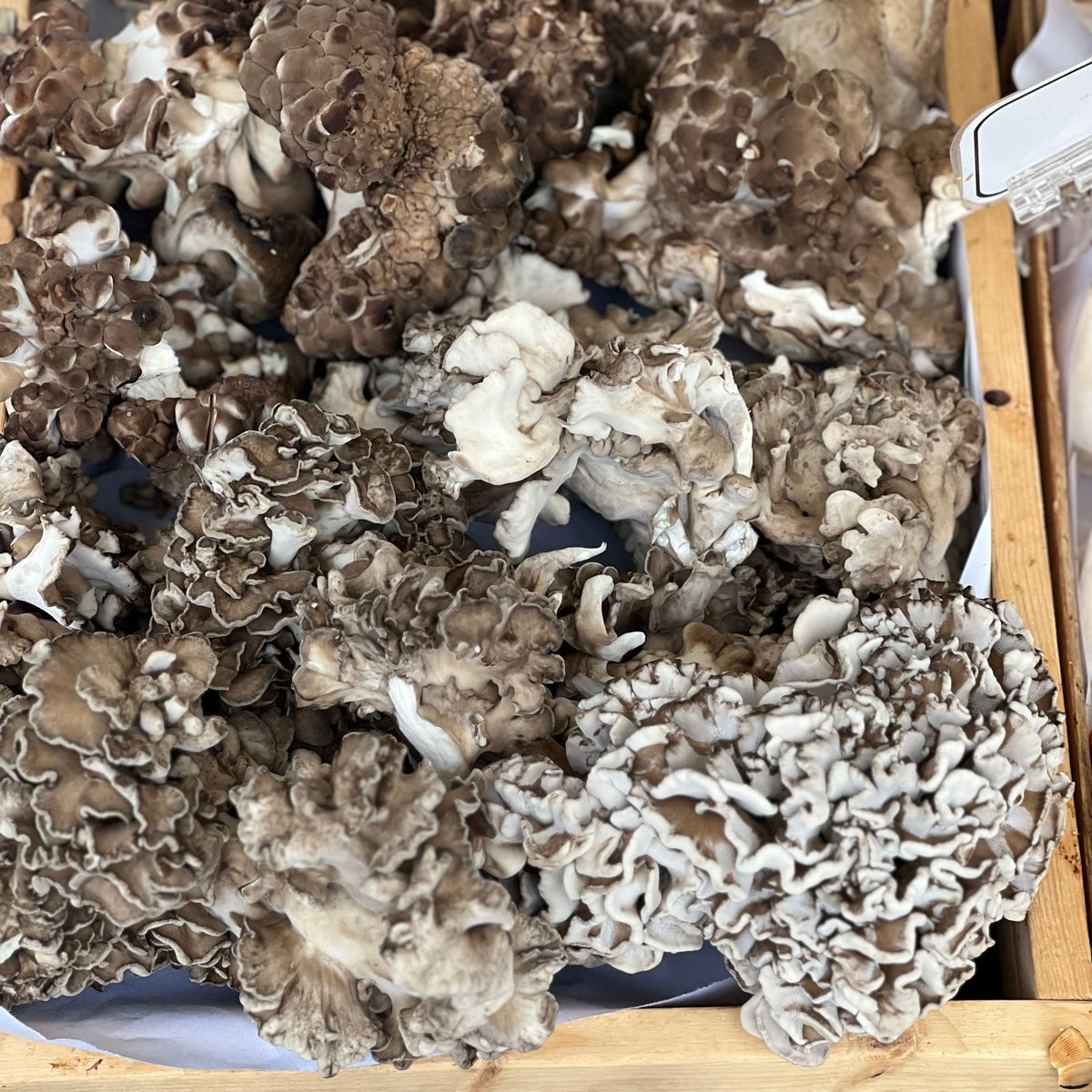 Maitake