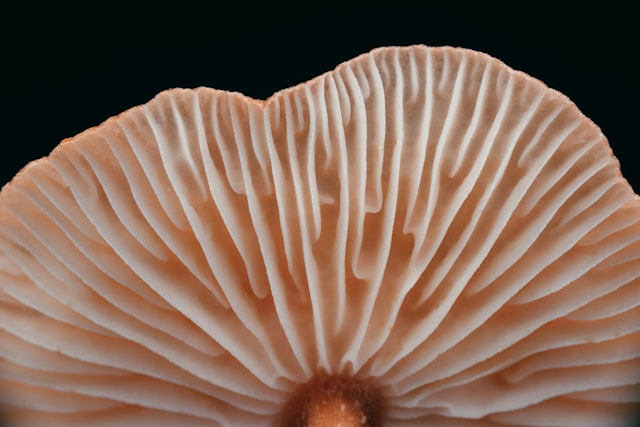 close up photograph of the underside of a mushroom 