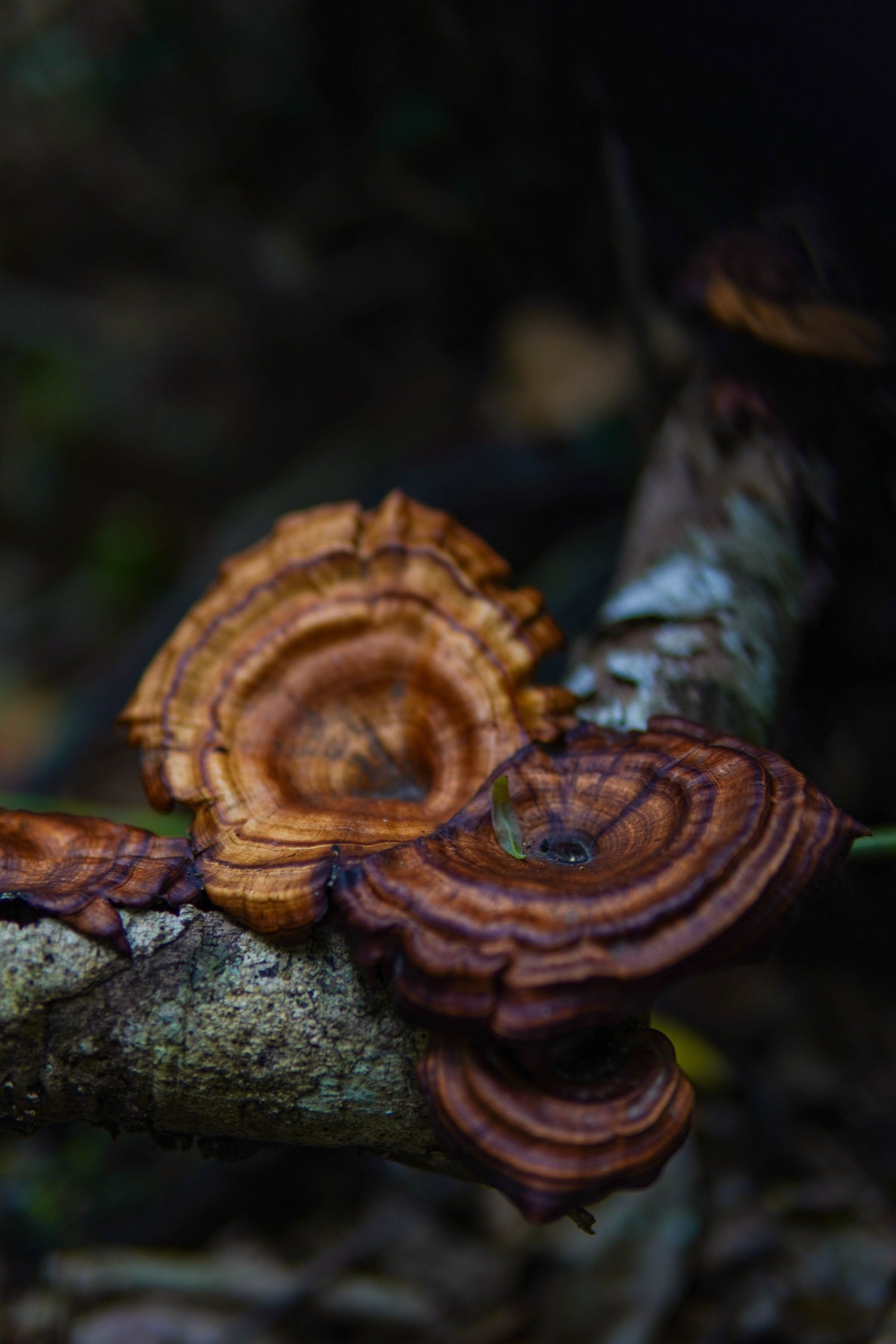 Reishi